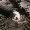 First grey seal pup of the season rescued in new jersey