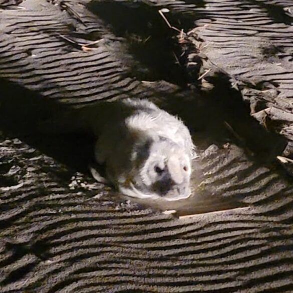 First grey seal pup of the season rescued in new jersey - photo licensed by shore news network.