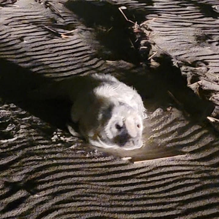 First grey seal pup of the season rescued in New Jersey