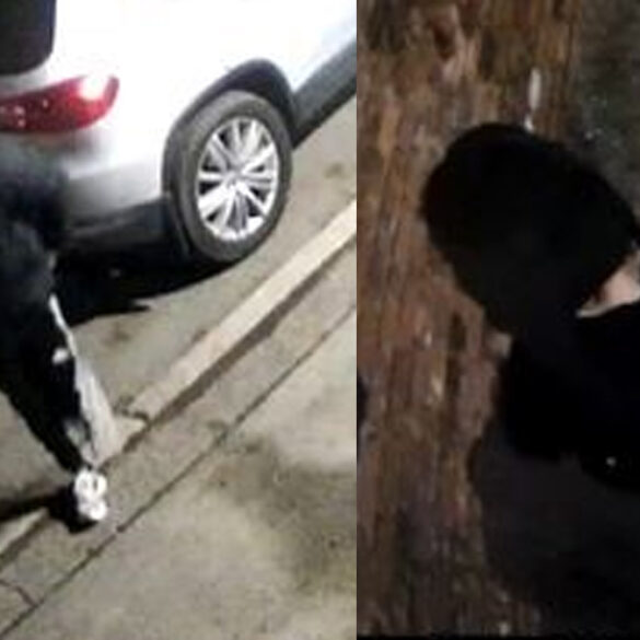 Smash and grab burglars steal large haul of apple devices from north plainfield store - photo licensed by shore news network.