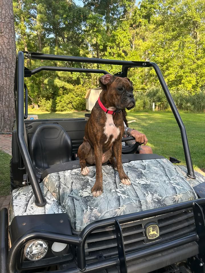 Dog stolen in Dorchester County, authorities seek public’s help