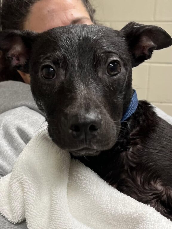 Adorable pup Pete back at shelter and searching for a forever home