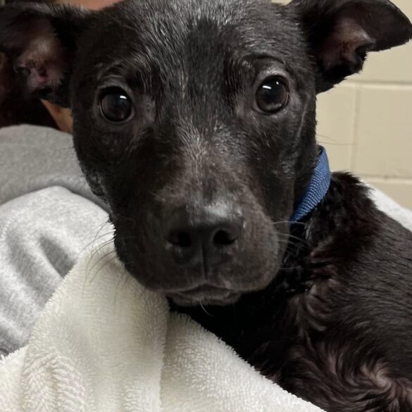 Adorable pup pete back at shelter and searching for a forever home - photo licensed by shore news network.