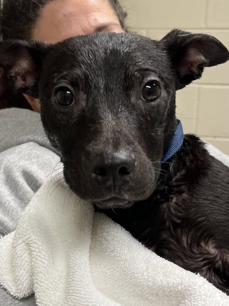 Adorable pup pete back at shelter and searching for a forever home - photo licensed by shore news network.