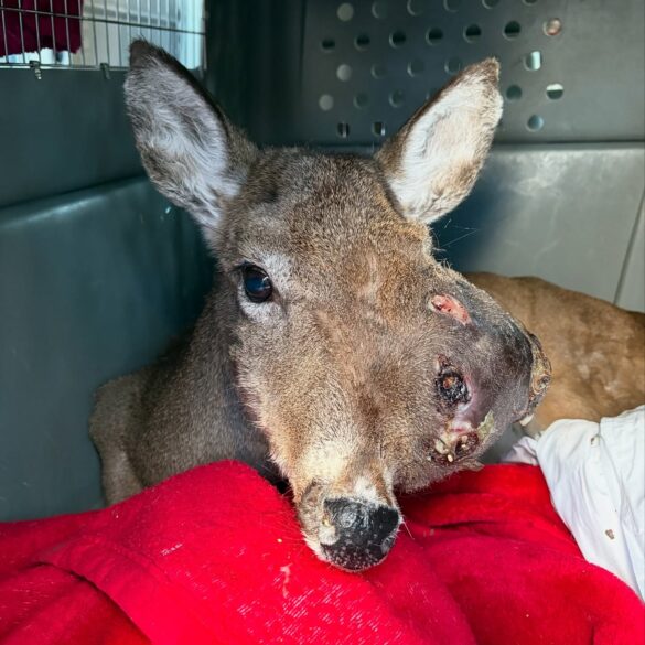 New jersey residents, shelter rally to rescue deer with severe tumor - photo licensed by shore news network.
