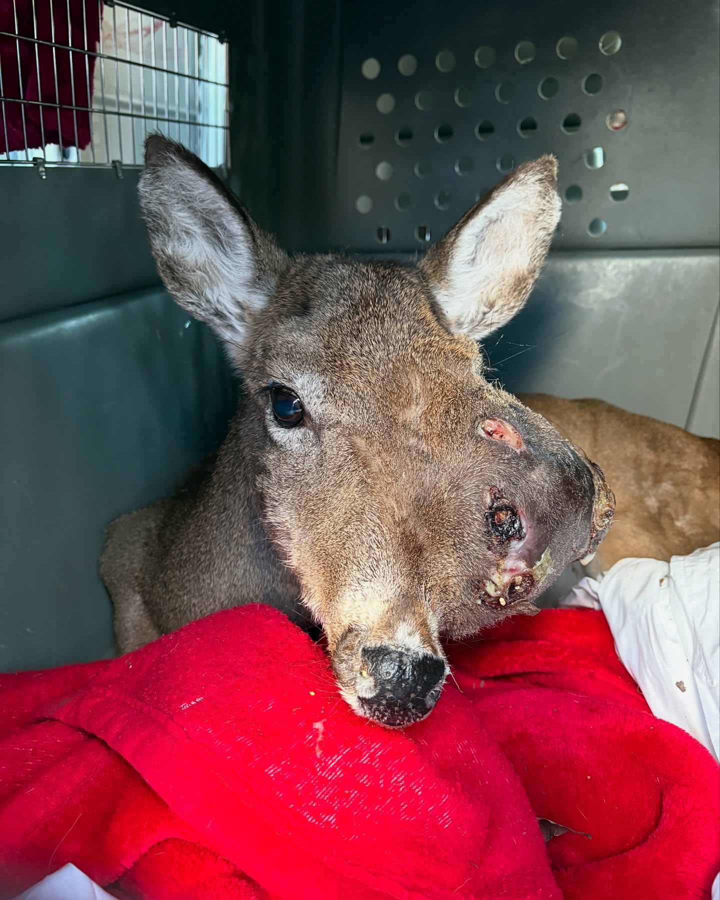 New Jersey residents, shelter rally to rescue deer with severe tumor