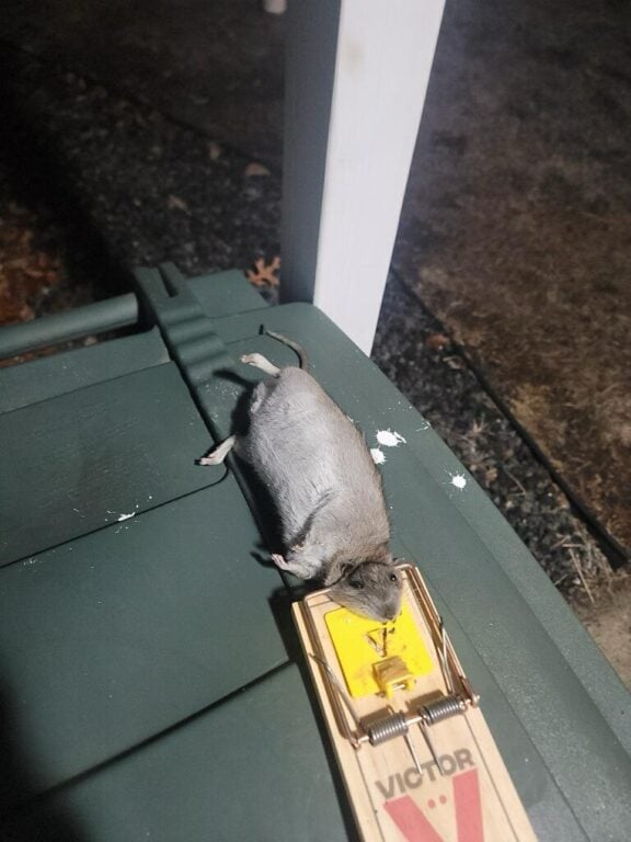 Jackson Township Council Says Food Pantry Rat Infestation, Health Issues at Police HQ Must Be Fixed Jackson Township Council Says Food Pantry Rat Infestation, Health Issues at Police HQ Must Be Fixed