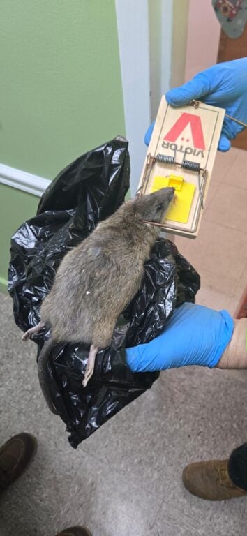 Jackson Township Council Says Food Pantry Rat Infestation, Health Issues at Police HQ Must Be Fixed Jackson Township Council Says Food Pantry Rat Infestation, Health Issues at Police HQ Must Be Fixed