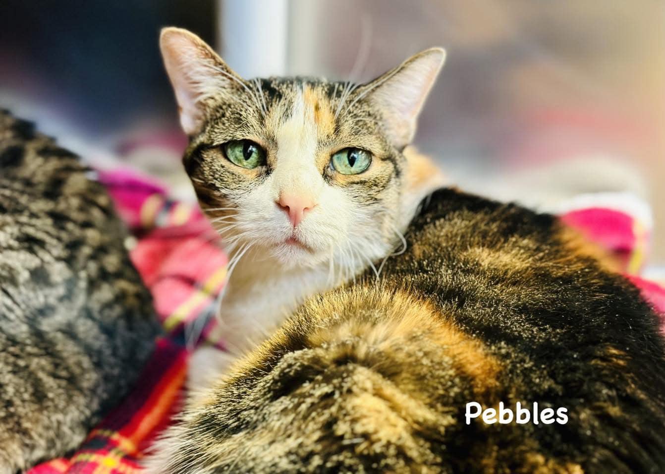 Pebbles the cat is hoping to find a new home and put time at Jackson shelter behind