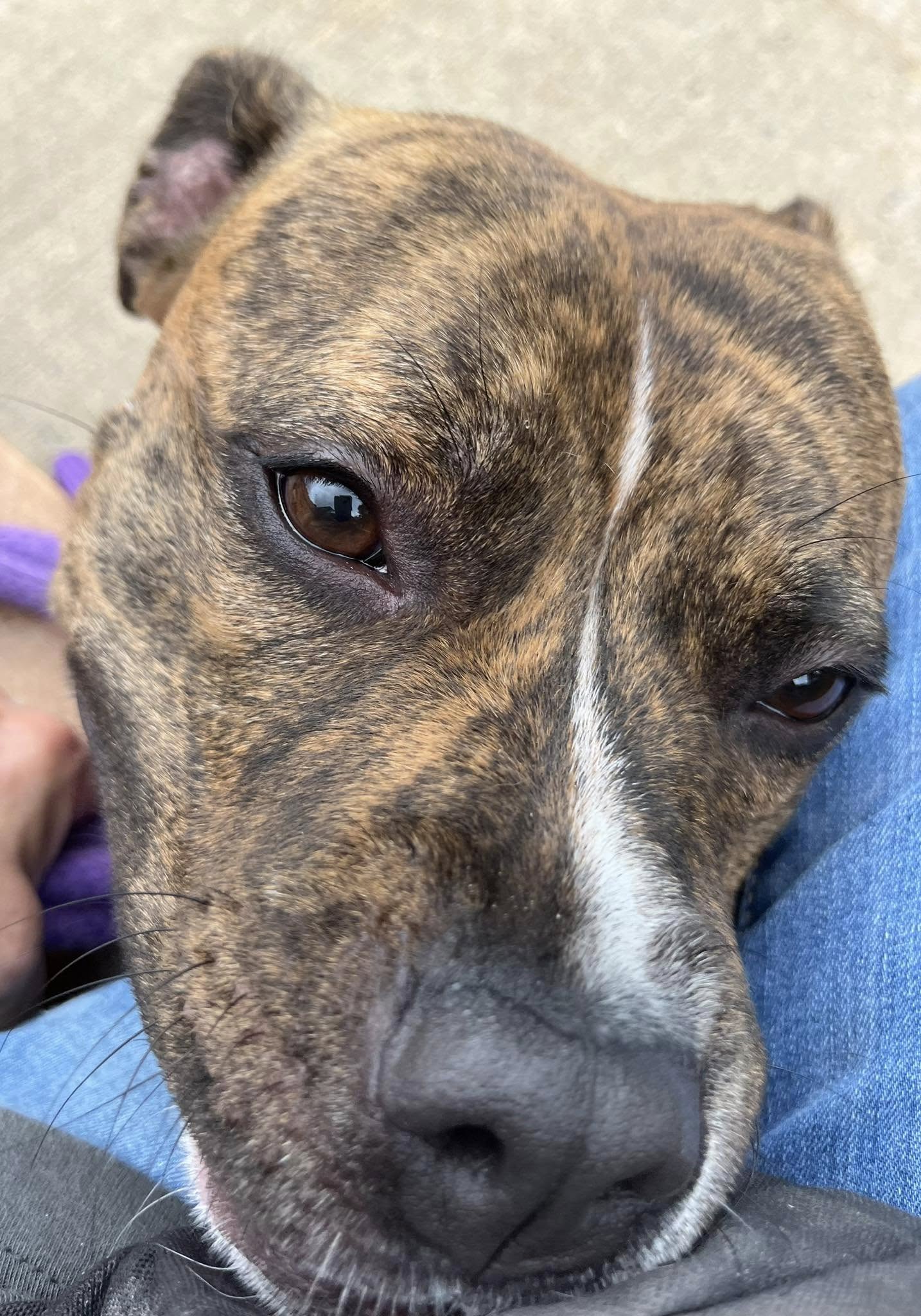Shelter's sweetest soul waits patiently as the days go by — will anyone choose Pebbles?