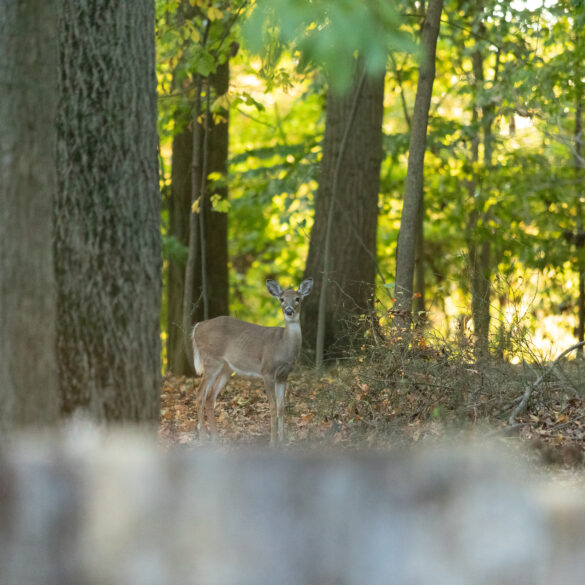 New jersey bill to protect private woodlands from future development advances - photo licensed by shore news network.