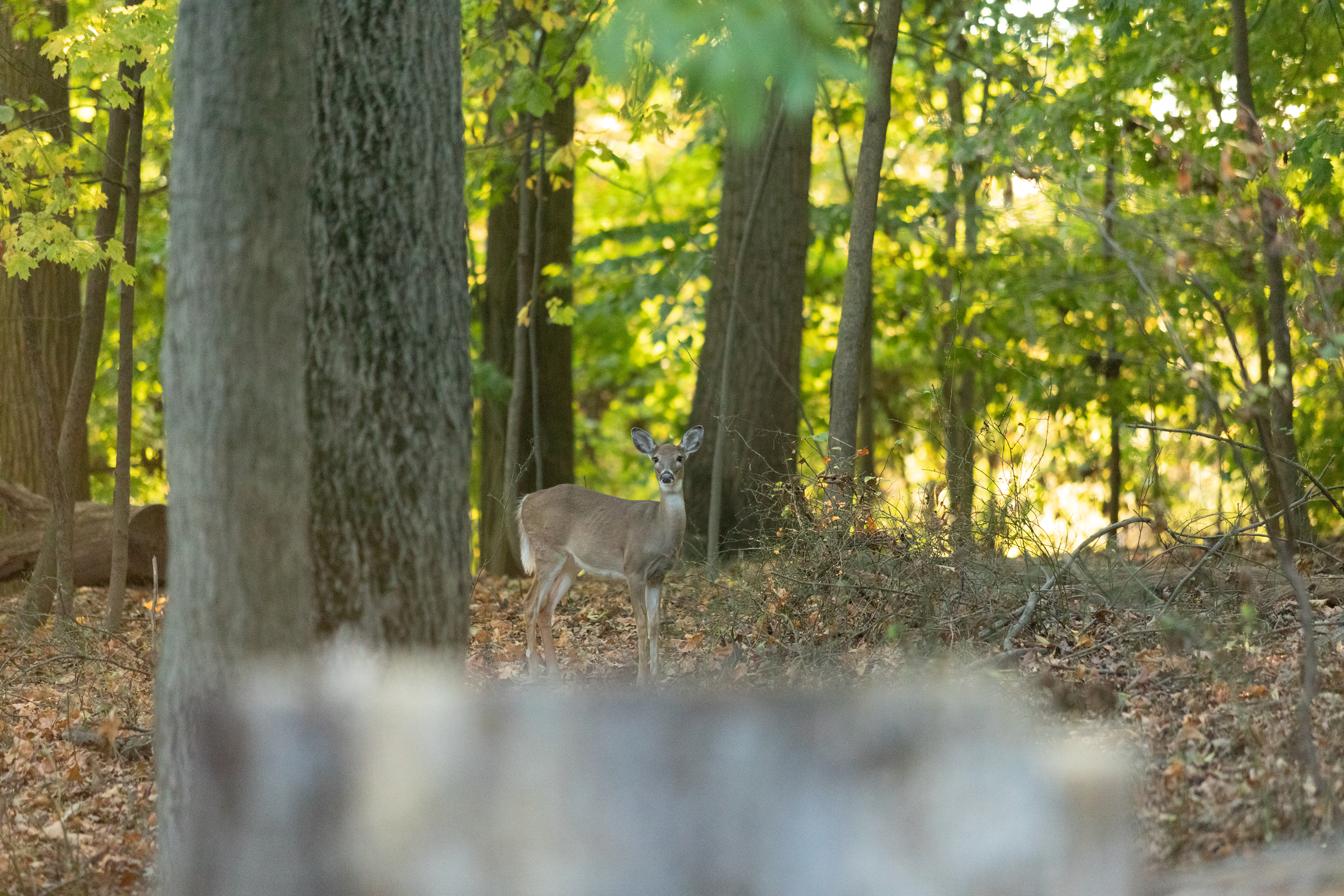New Jersey bill to protect private woodlands from future development advances