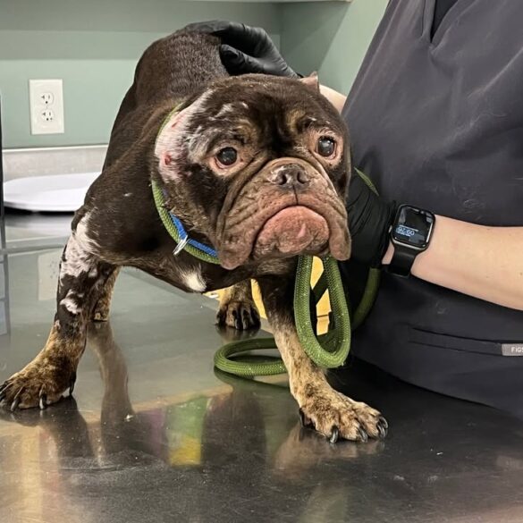 Police working to uncover suspect in brutal new york dog abuse case - photo licensed by shore news network.