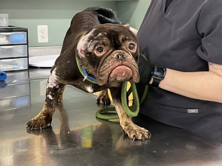 Police working to uncover suspect in brutal new york dog abuse case - photo licensed by shore news network.