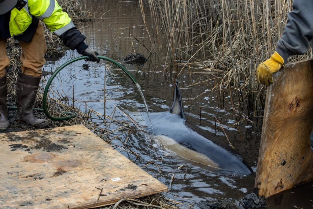 Stranded Dolphin Rescued from New Jersey Marsh Euthanized