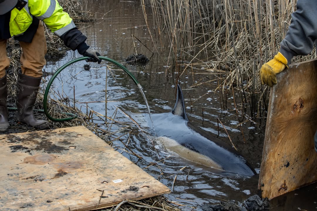 Stranded Dolphin Rescued from New Jersey Marsh Euthanized