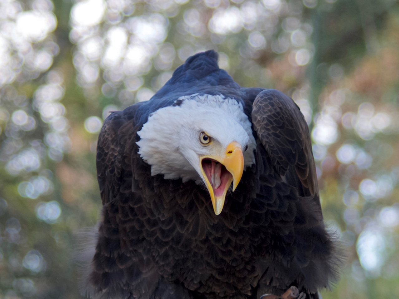 Ill Eagle Incident Ends Well for Virginia Deputies, Victim