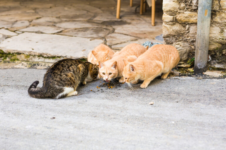 This new jersey town is asking resident to stop feeding feral cats - photo licensed by shore news network.