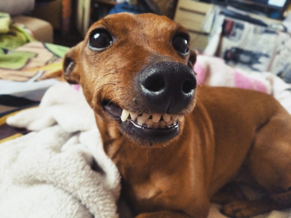 Tennessee Man Shot by His Dog While in Bed With Woman in Bizarre Bedroom Incident