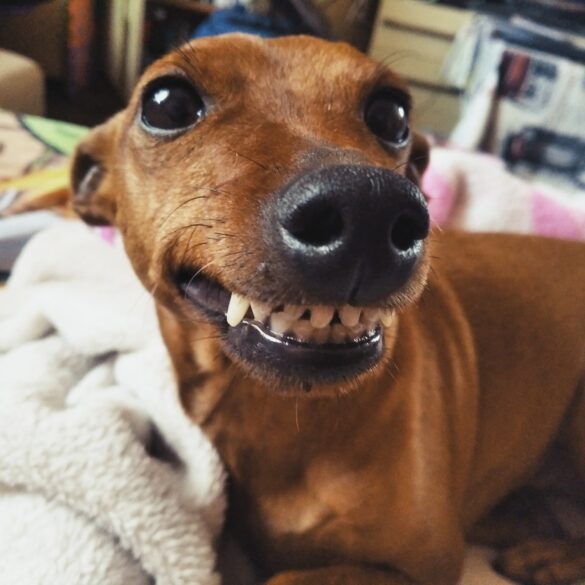 Tennessee man shot by his dog while in bed with woman in bizarre bedroom incident - photo licensed by shore news network.