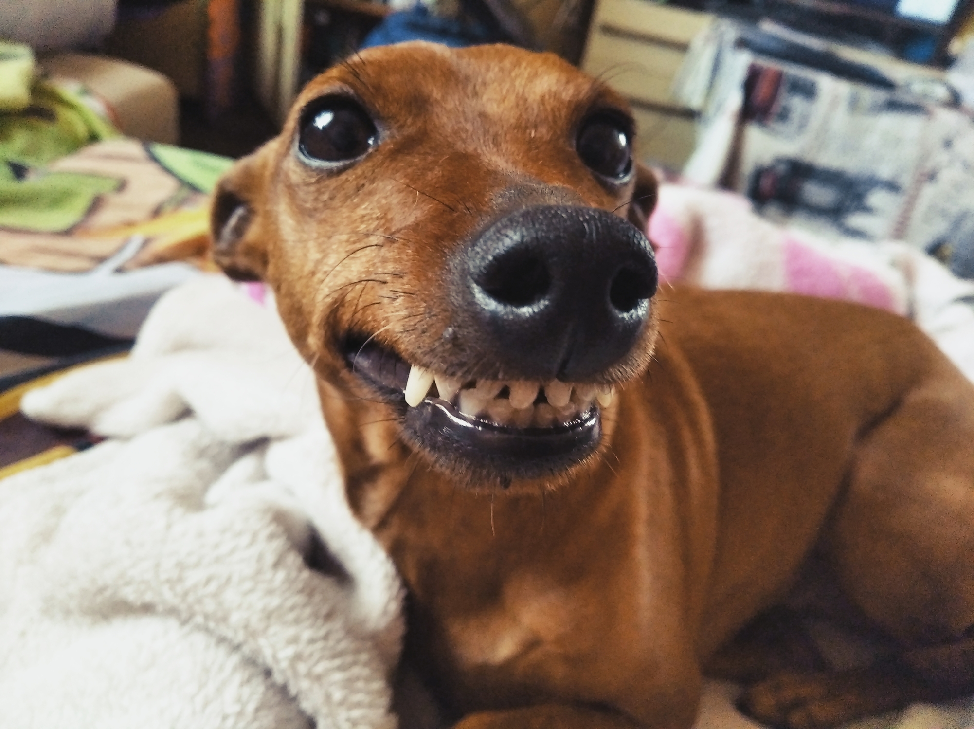 Tennessee Man Shot by His Dog While in Bed With Woman in Bizarre Bedroom Incident