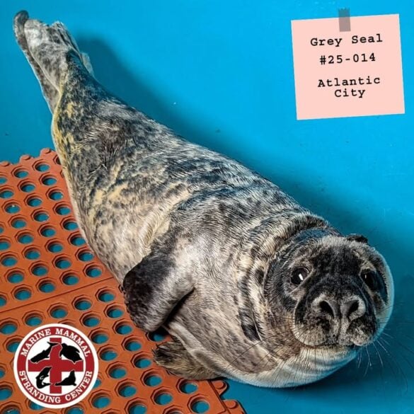Injured grey seal pup rescued in atlantic city, receiving treatment at marine mammal stranding center - photo licensed by shore news network.