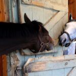 Two horses in a stable.