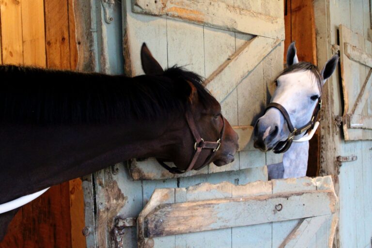 Two horses in a stable.