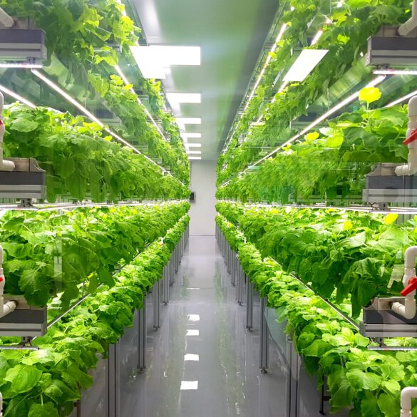 Oasthouse ventures to invest $104. 8 million in sustainable indoor farming in virginia - photo licensed by shore news network.