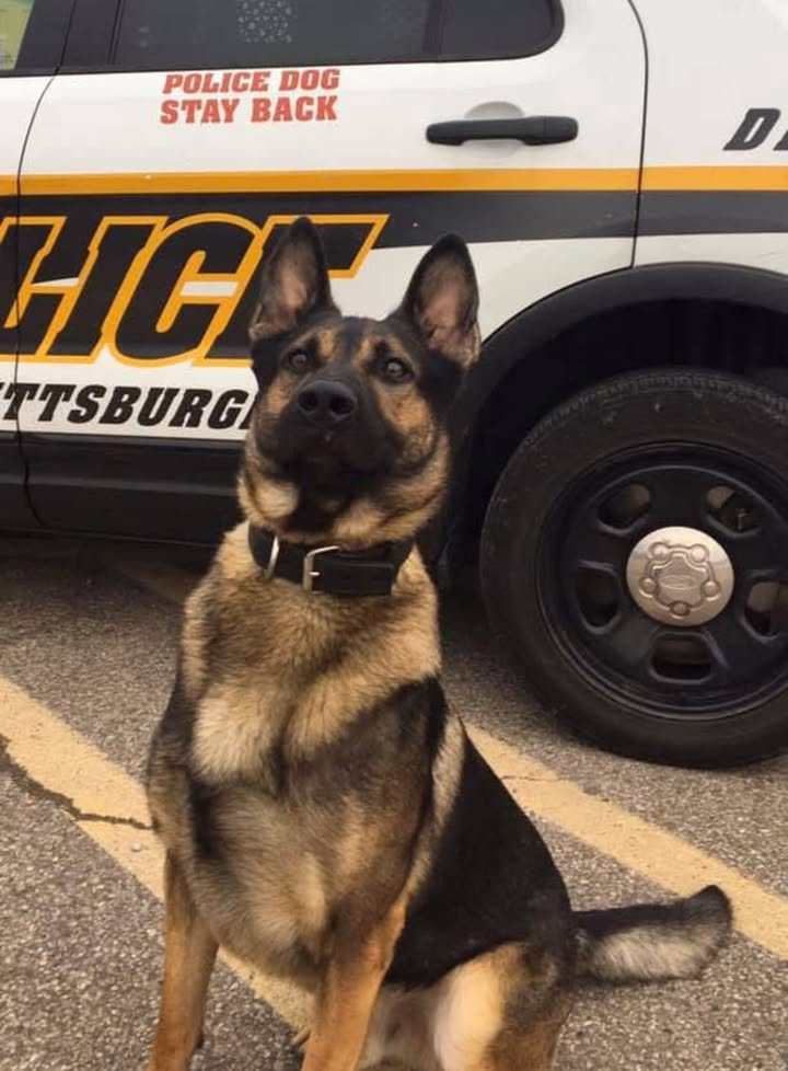 Pittsburgh police mourn loss of K9 Jr. after years of service