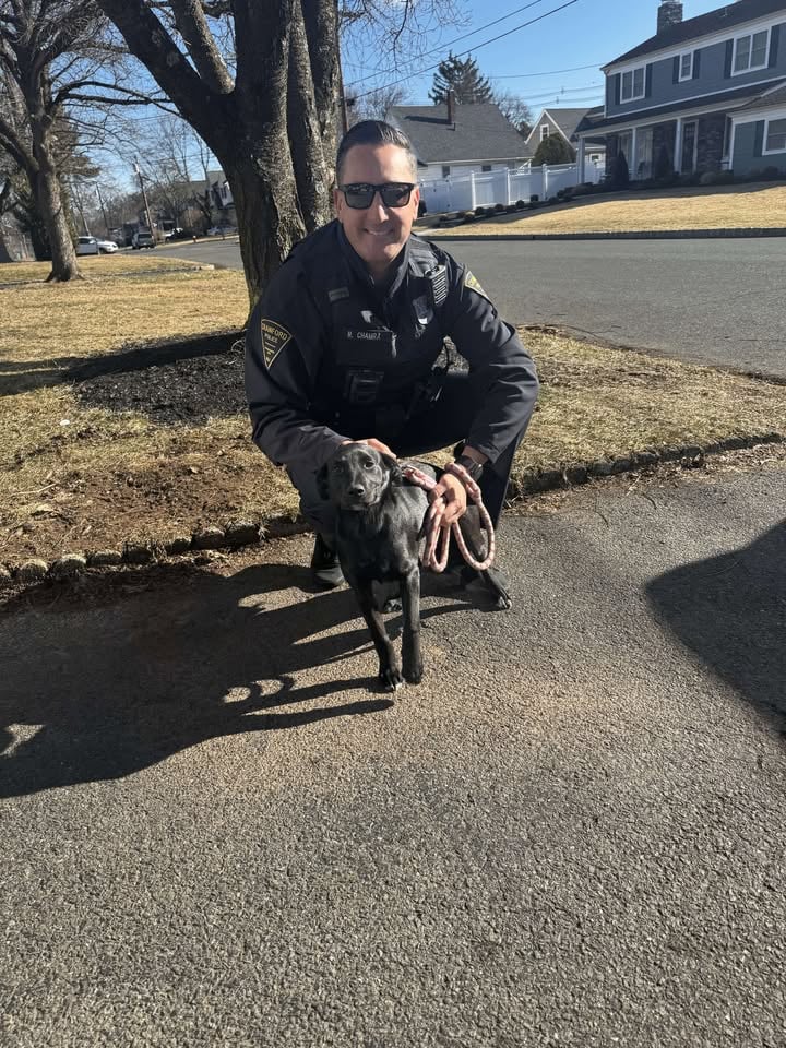 Puppy up for adoption: Cranford police introduce Harlow for ‘Woof Wednesday’