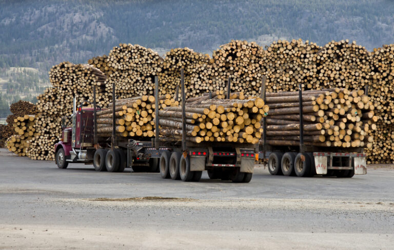 It's going down! Trump's yelling timber to expand logging industry - photo licensed by shore news network.