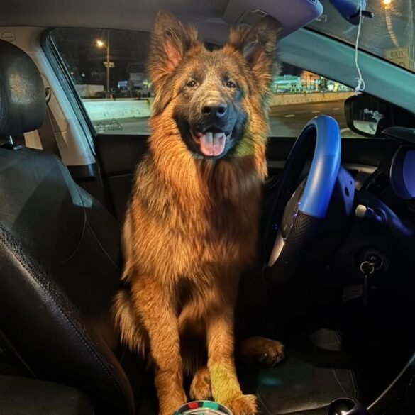 Lost dog found on cranbury road, now at woodbridge animal shelter - photo licensed by shore news network.