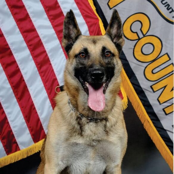Seaside park police mourn loss of k9 jax after 9 years of service - photo licensed by shore news network.