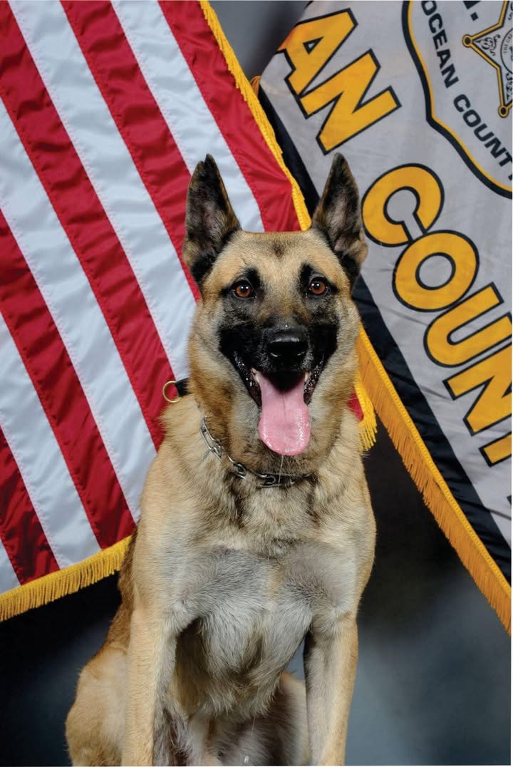 Seaside Park Police mourn loss of K9 Jax after 9 years of service