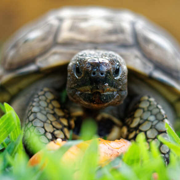 Is that a turtle in your pants? Pennsylvania man caught with reptile in his drawers at newark airport - photo licensed by shore news network.