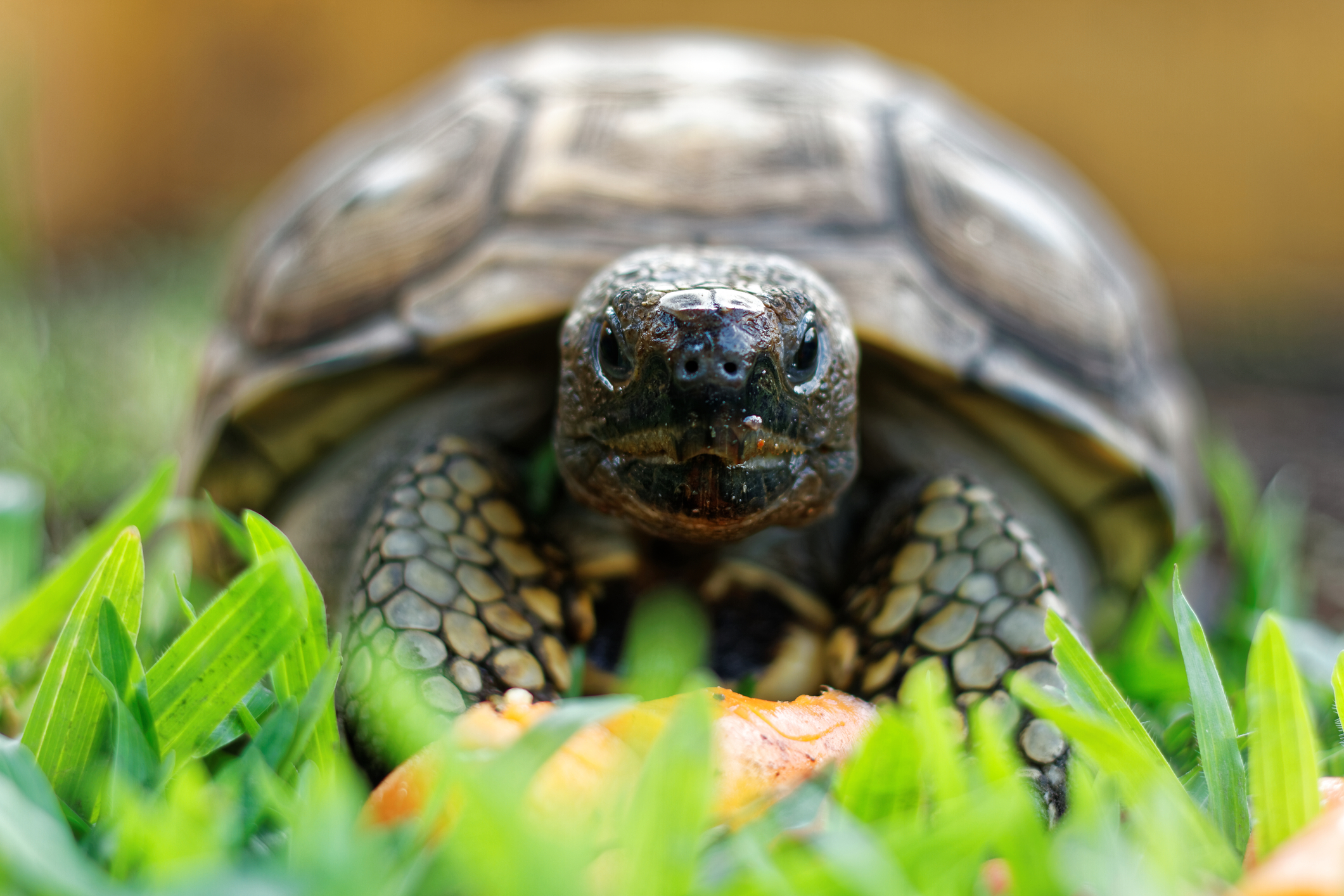 Is That A Turtle In Your Pants? Pennsylvania Man Caught with Reptile in His Drawers at Newark Airport
