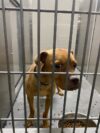 Lost pup sitting in jail waiting for family to spring him