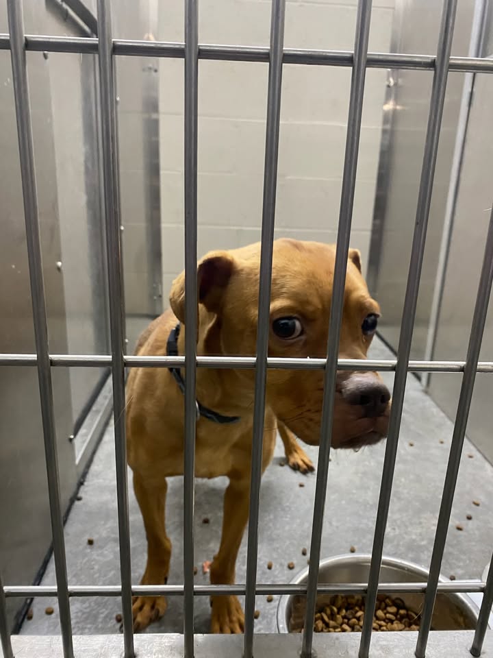 Lost pup sitting in jail waiting for family to spring him