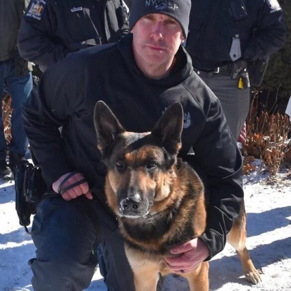Beloved new york state police k9 nate retires after 8 years of dedicated service with bomb disposal unit - photo licensed by shore news network.