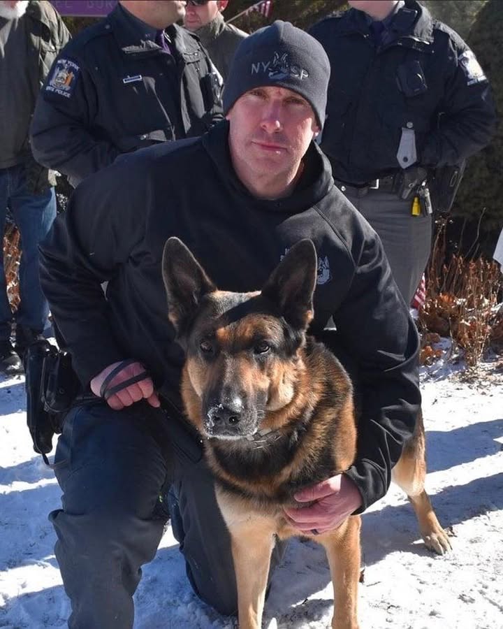 Beloved New York State Police K9 Nate retires after 8 years of dedicated service with Bomb Disposal Unit