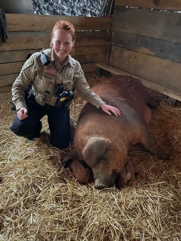 A Happy Ending for This Pregnant Pig Thanks to Animal Control Officer