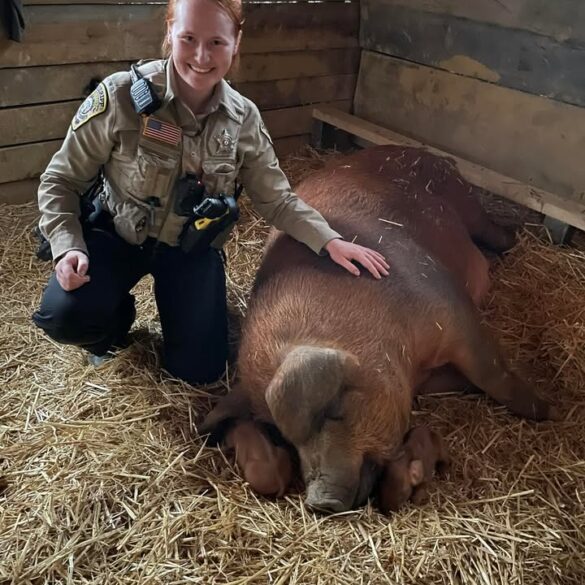 A happy ending for this pregnant pig thanks to animal control officer - photo licensed by shore news network.