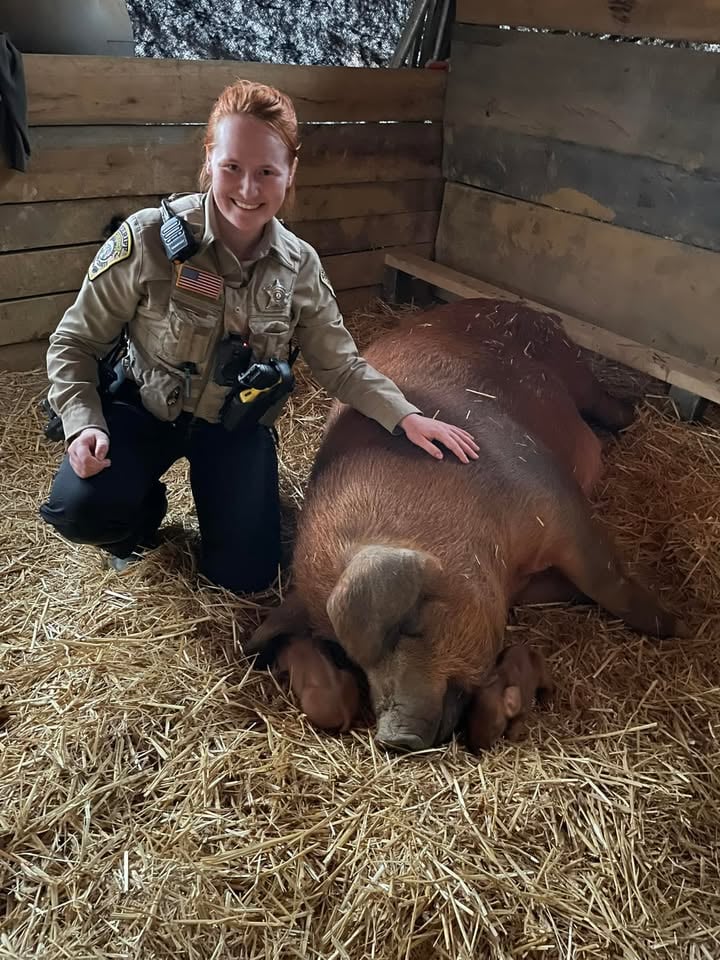 A Happy Ending for This Pregnant Pig Thanks to Animal Control Officer