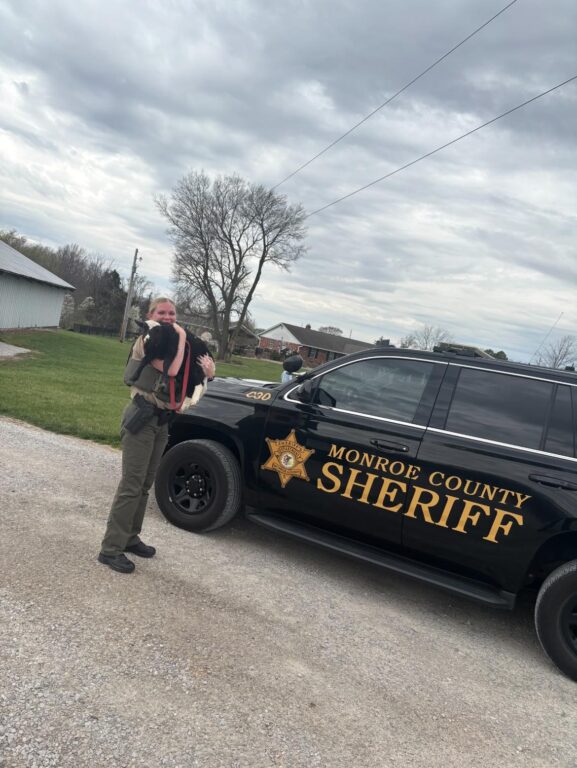 Sheep on the lam: Baby sheep duo escapes in Monroe County, one still at large