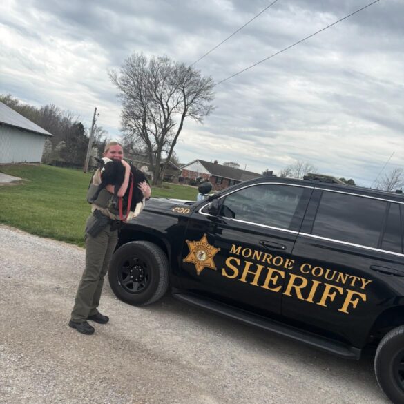 Sheep on the lam: baby sheep duo escapes in monroe county, one still at large - photo licensed by shore news network.