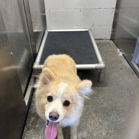 Utica police seek owners of two stray dogs found over the weekend - photo licensed by shore news network.