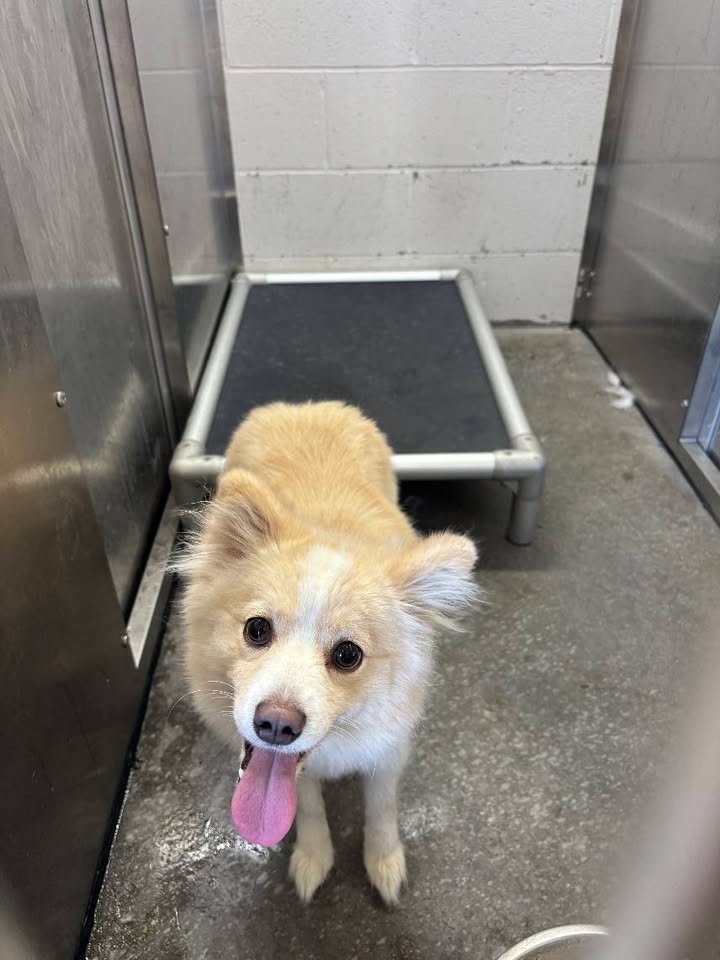 Utica police seek owners of two stray dogs found over the weekend