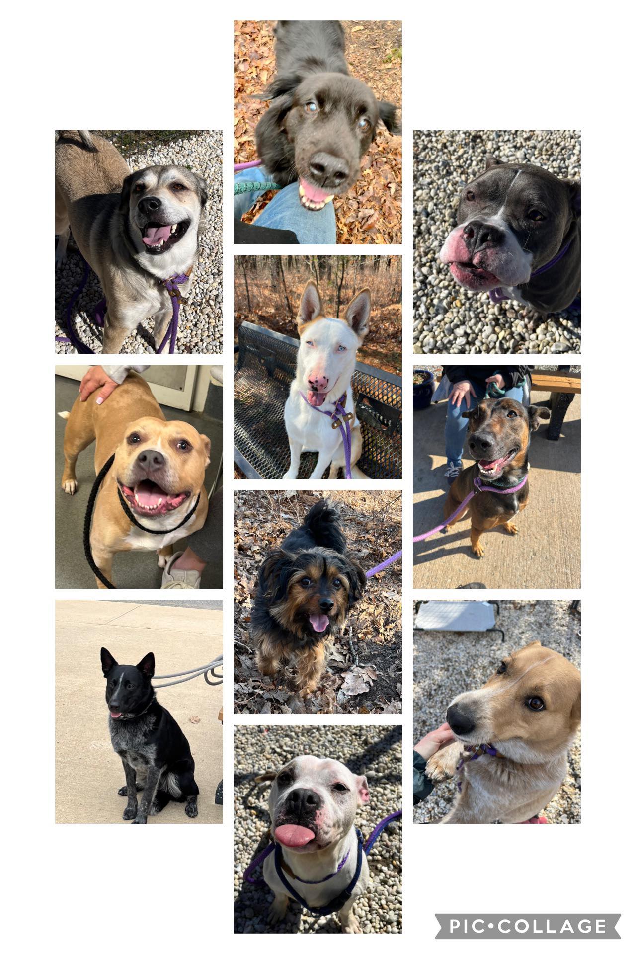 Overwhelmed NJ shelter pleads for rescues as dog surrenders surge