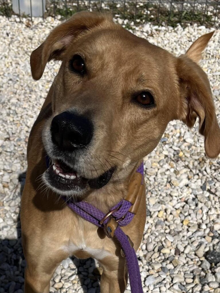 Sophie tossed by former owner now sitting solo at ocean county shelter - photo licensed by shore news network.